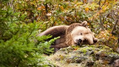 Animals Bears forests
