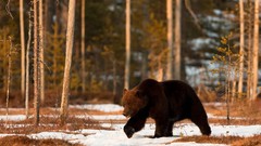 Animals Bears forests