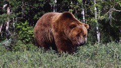 Animals Bears forests