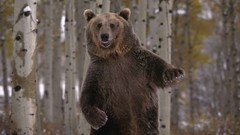 Animals Bears forests wildlife