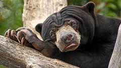 Animals Bears funny sun bear