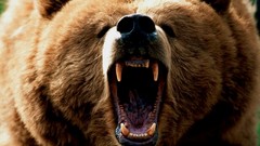Animals Bears grizzlies