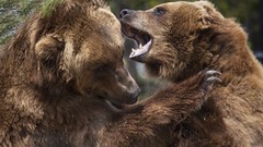 Animals Bears grizzly bears