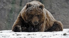Animals Bears grizzly bears snowing