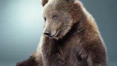 Animals Bears lonely sad