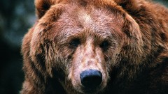 Animals Bears pices