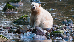 Animals Bears Polar Bears