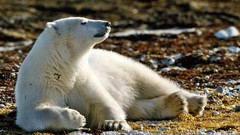 Animals Bears Polar Bears