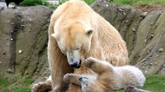 Animals Bears Polar Bears
