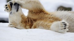 Animals Bears Polar Bears