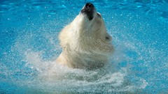 Animals Bears Polar Bears