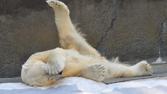 Animals Bears Polar Bears