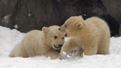 Animals Bears Polar Bears