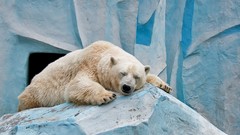 Animals Bears Polar Bears