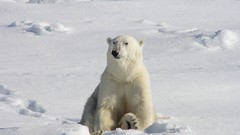 Animals Bears Polar Bears