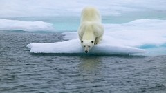 Animals Bears Polar Bears