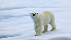 Animals Bears Polar Bears