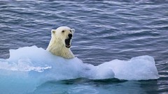 Animals Bears Polar Bears