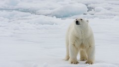 Animals Bears Polar Bears