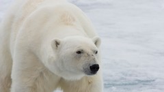 Animals Bears Polar Bears