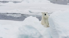 Animals Bears Polar Bears