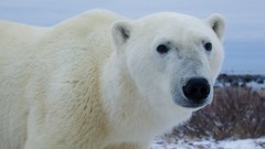 Animals Bears Polar Bears