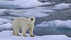 Animals Bears Polar Bears