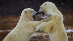Animals Bears Polar Bears
