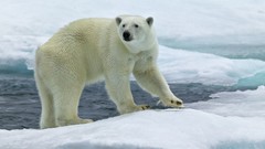 Animals Bears Polar Bears