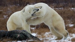 Animals Bears Polar Bears