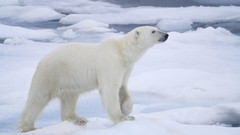 Animals Bears Polar Bears