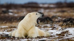 Animals Bears Polar Bears