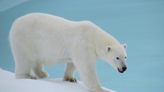 Animals Bears Polar Bears