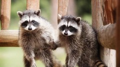Animals Bears raccoons masks crime