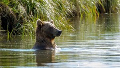 Animals Bears rivers