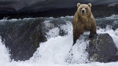 Animals Bears rocks rivers