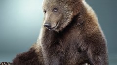 Animals Bears sitting Mammals grizzly bears