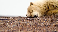 Animals Bears sleeping Polar Bears