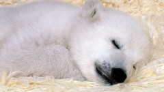 Animals Bears sleeping Polar Bears baby animals