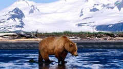 Animals Bears snow landscapes