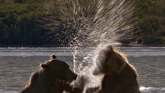 Animals Bears splashes