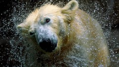 Animals Bears water drops splashes Polar Bears