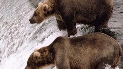 Animals Bears waterfalls wild animals brown bears