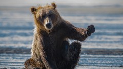 Animals Bears wet