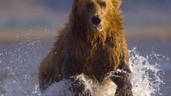 Animals Bears wild animals