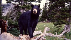 Animals Bears wild animals black bear
