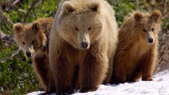 Animals Bears wild animals brown bears