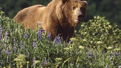 Animals Bears wild animals grizzly bears