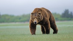 Animals Bears wildlife