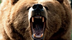 Animals Bears wildlife